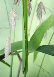 Pepper and Salt Skipper 