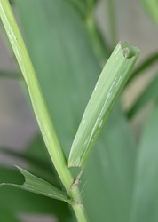 Pepper and Salt Skipper 