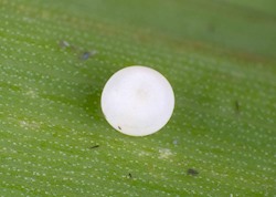 Pepper and Salt Skipper 