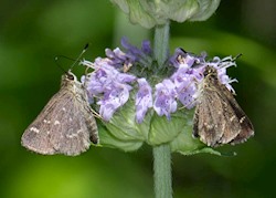 Pepper and Salt Skipper 