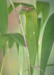 Pepper and Salt Skipper 