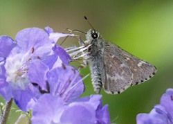 Pepper and Salt Skipper 