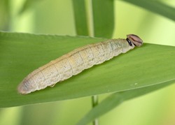 Pepper and Salt Skipper 