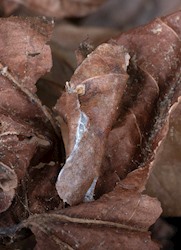 Pepper and Salt Skipper 