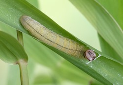 Pepper and Salt Skipper 