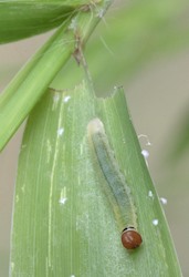 Pepper and Salt Skipper 