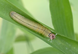Pepper and Salt Skipper 