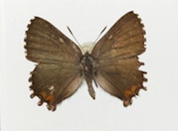 Male