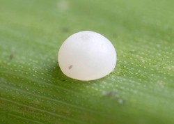 Pepper and Salt Skipper 