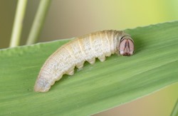 Pepper and Salt Skipper 