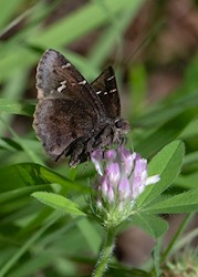 Southern Cloudywing 