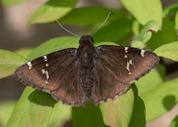 Southern Cloudywing 