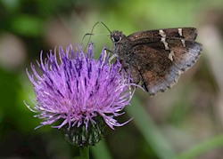 Southern Cloudywing 