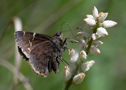 Southern Cloudywing 