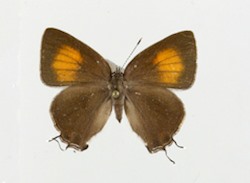 Female