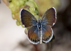 Western Pygmy-Blue 