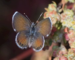 Western Pygmy-Blue 