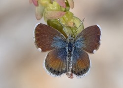 Western Pygmy-Blue 