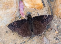 Wild Indigo Duskywing 