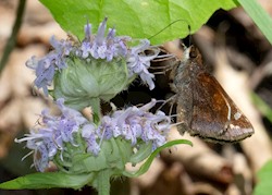 Zabulon Skipper 