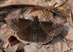 Zarucco Duskywing 