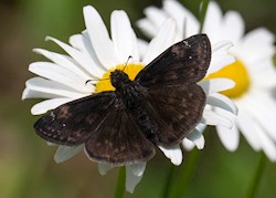 Zarucco Duskywing 