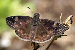 Zarucco Duskywing 