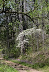 Lace-winged Roadside-Skipper 